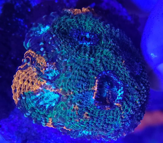 Orange Blue Green Enchinata