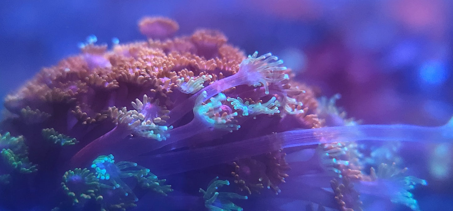 Dnov's Firegarden Goni