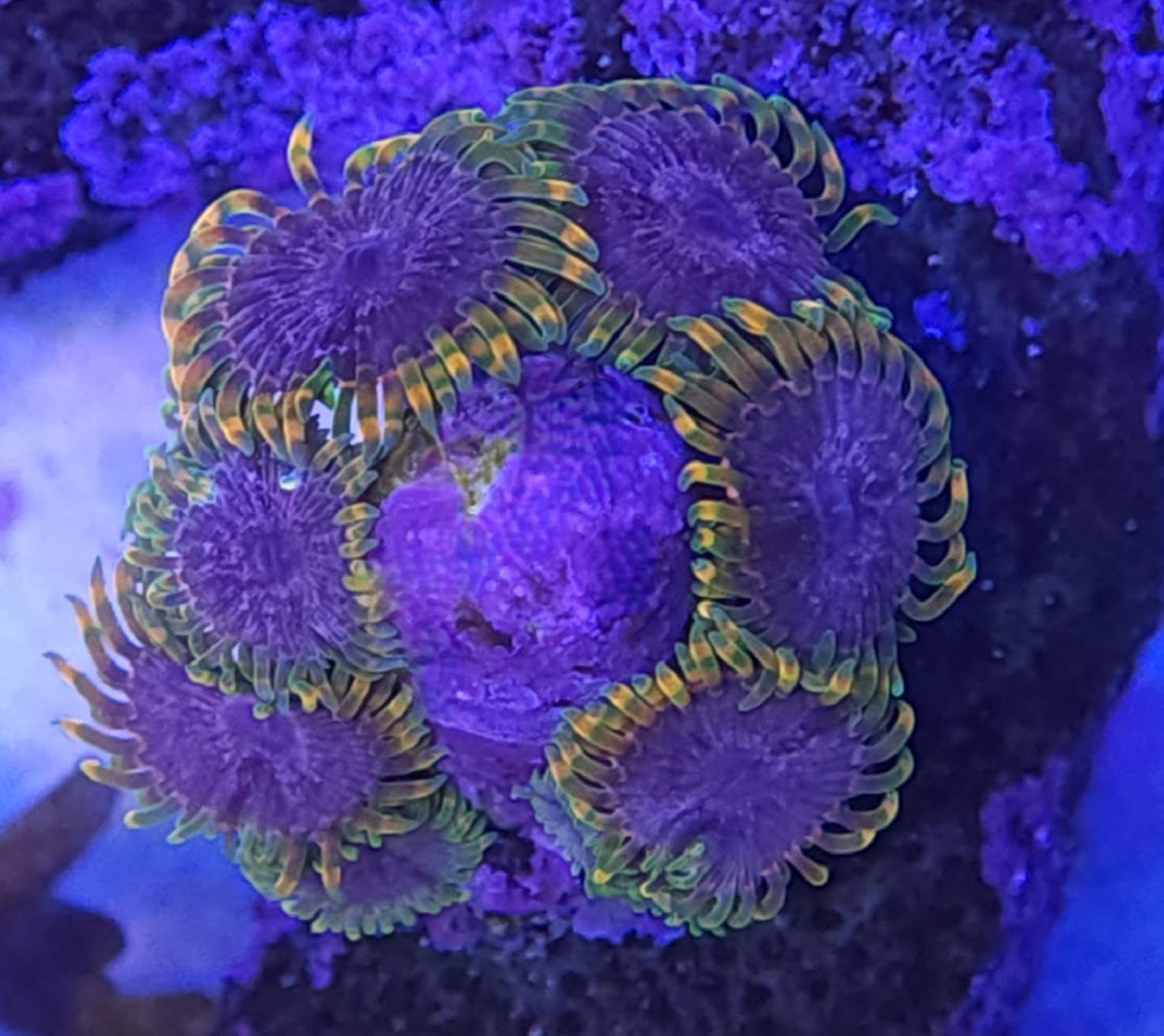 Acid Reflux Zoa