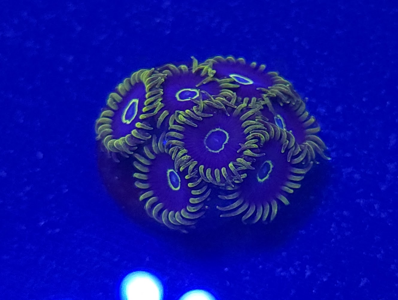 Blue Hornet Zoa