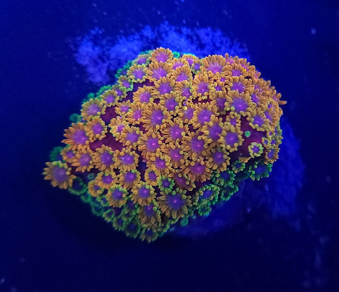 Dnov's Firegarden Goni
