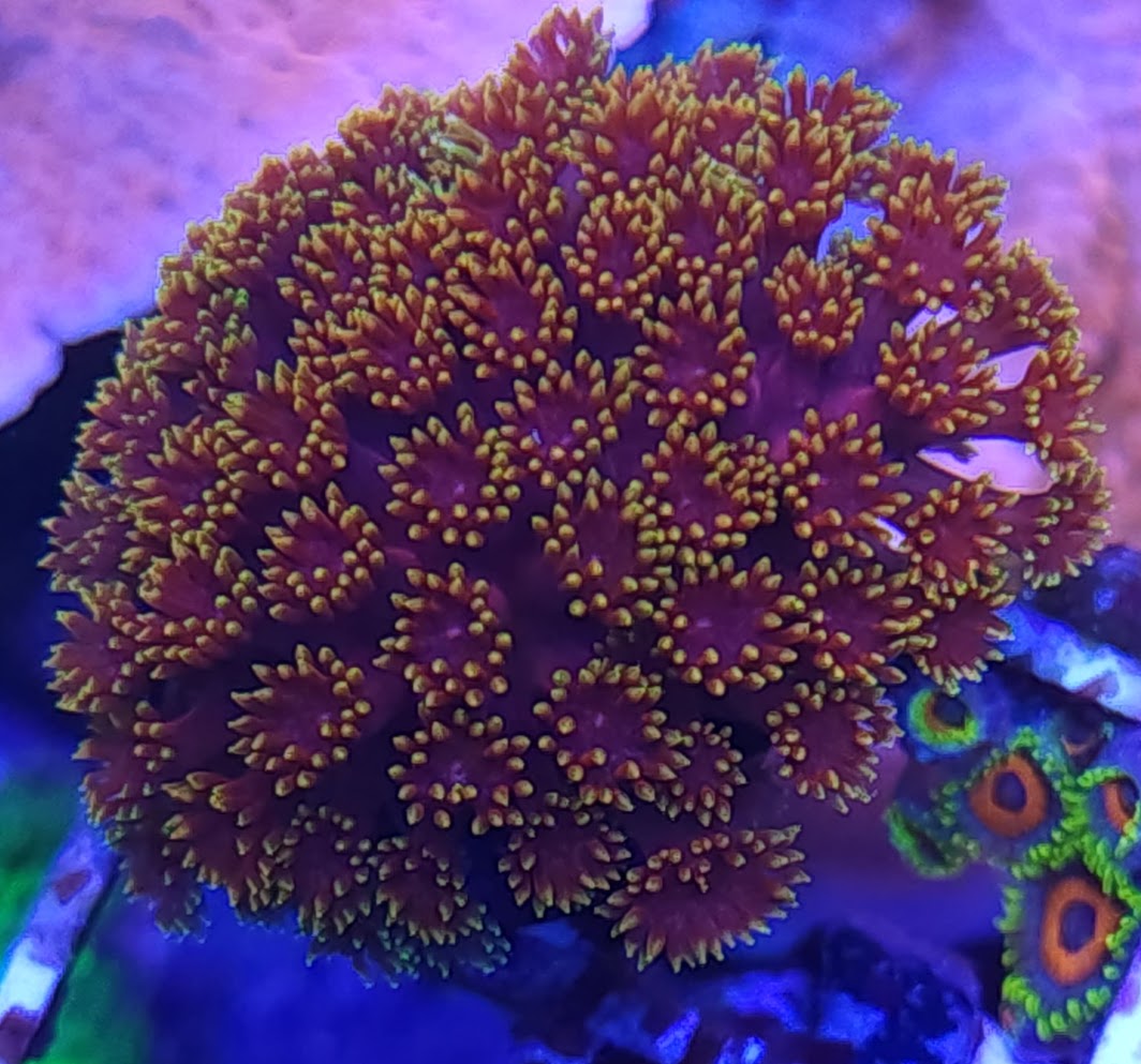 BSA Space Jam Gonipora