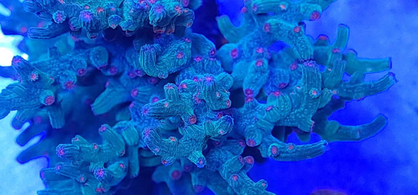 Branching Cyphastrea