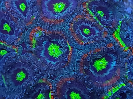 Holy Grail Micromussa