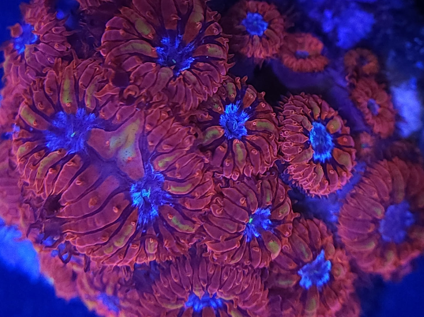 Blue Raven Blasto