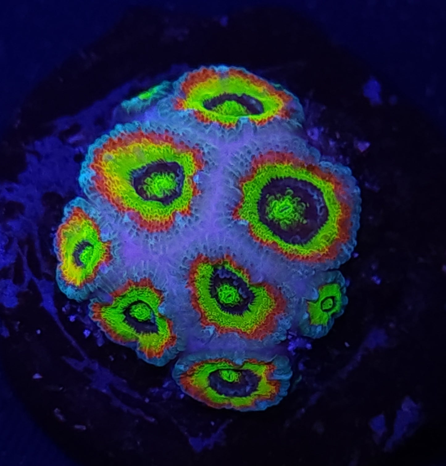 Holy Grail Micromussa