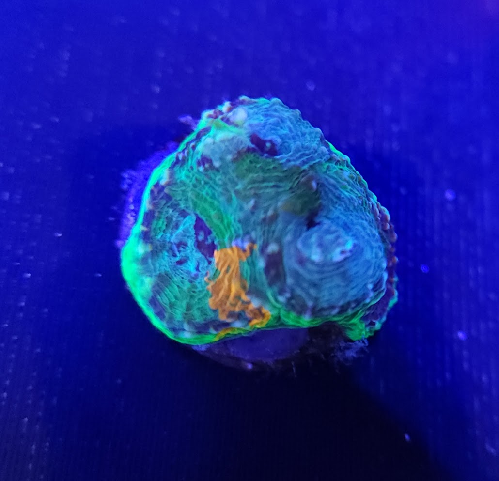 Orange Blue Green Enchinata