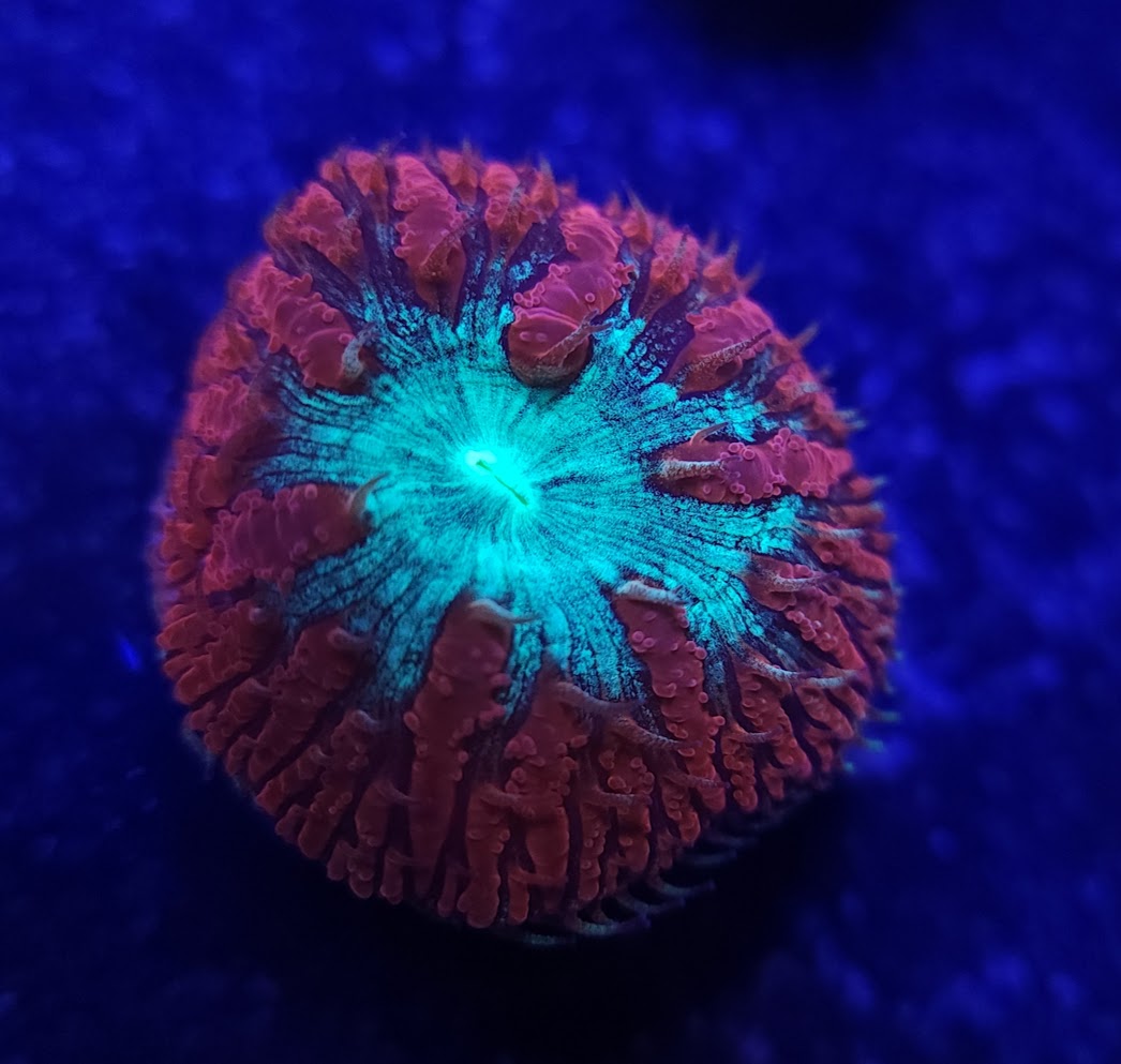 Red Teal Mouthed Blasto