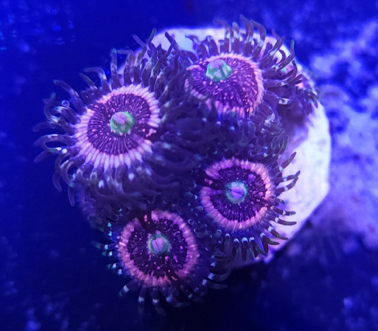 Speckled Pink Gas Zoas