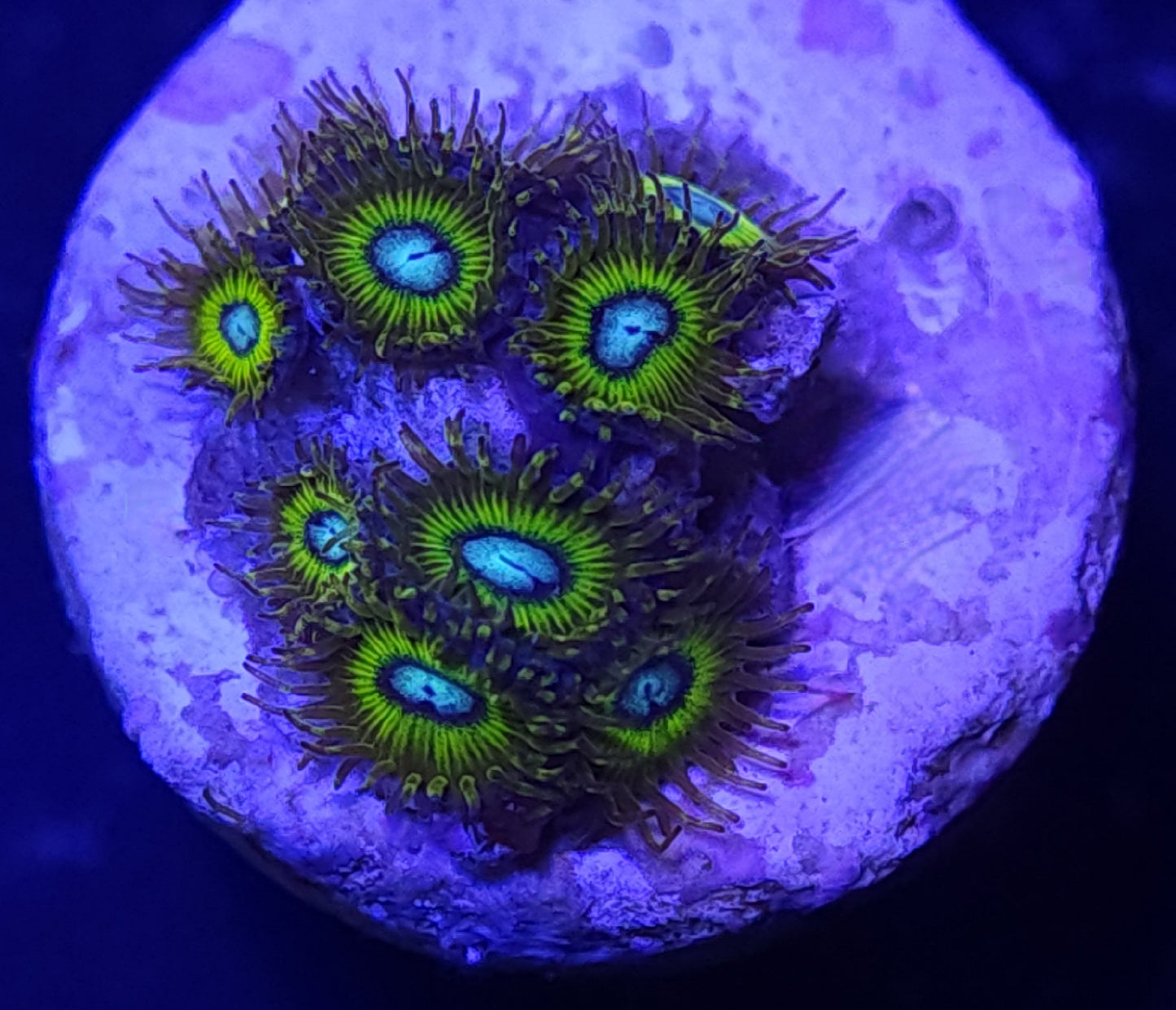 Pikachu Zoas