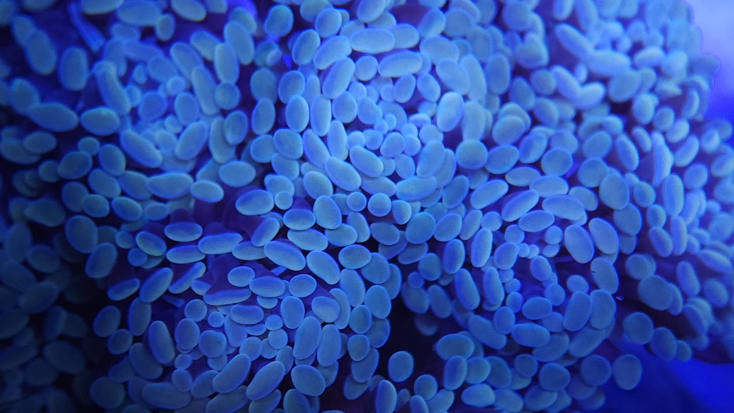 Iridescent Gold Hammers