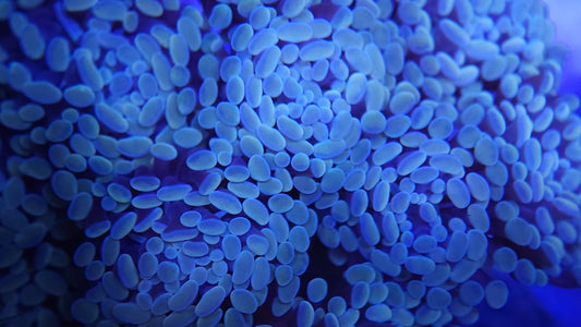 Iridescent Gold Hammers