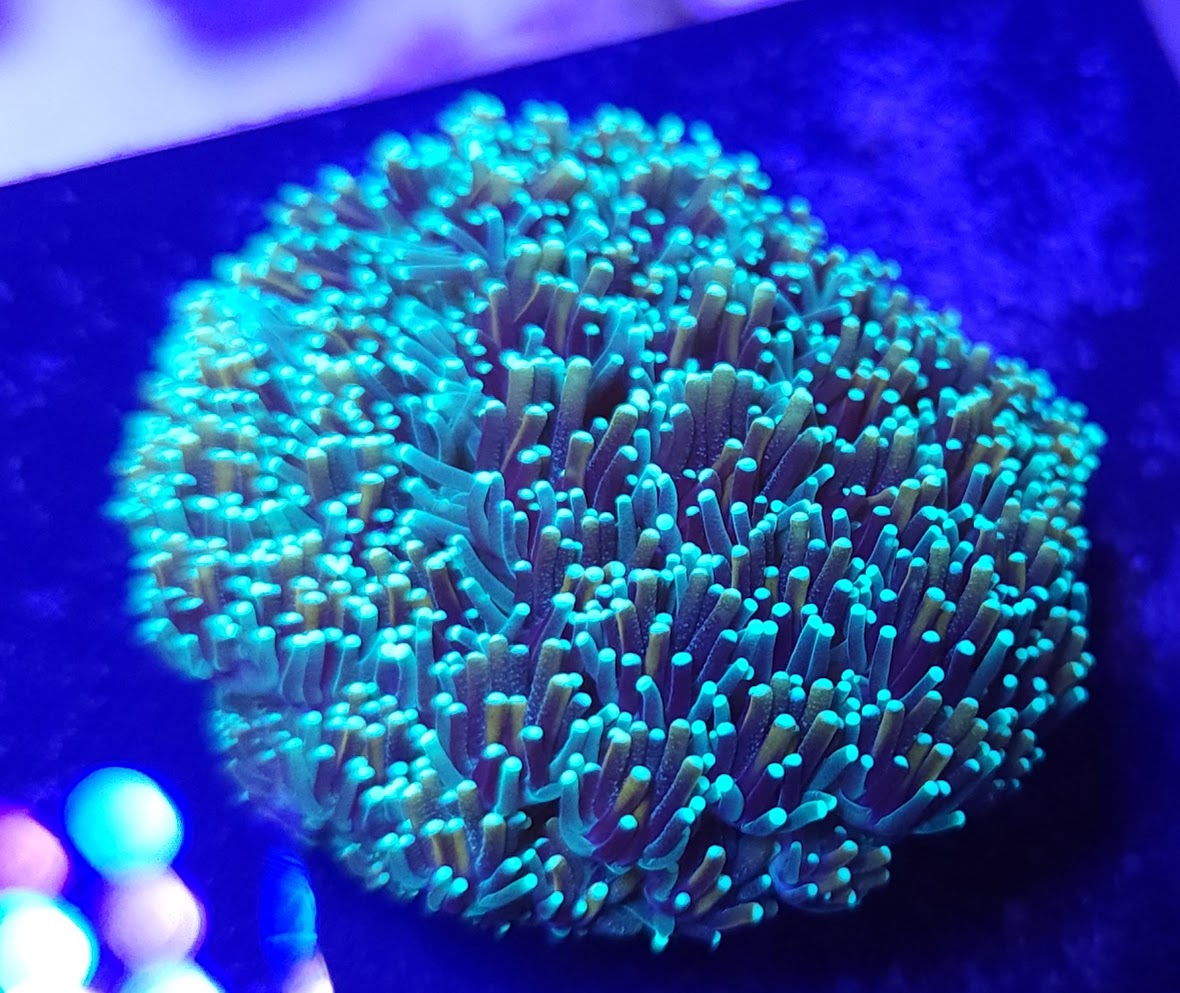 Dark Green and Gold Galaxea