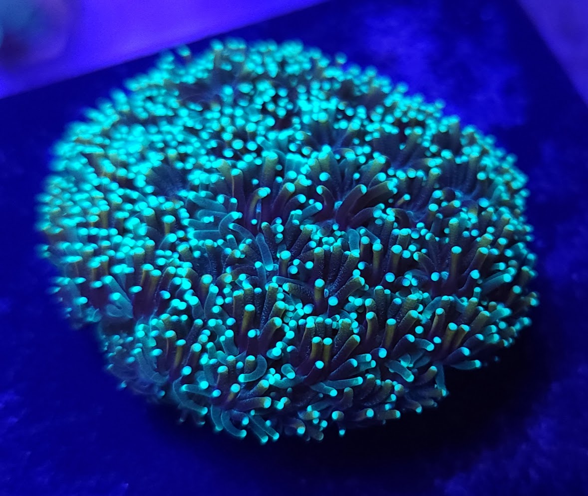 Dark Green and Gold Galaxea