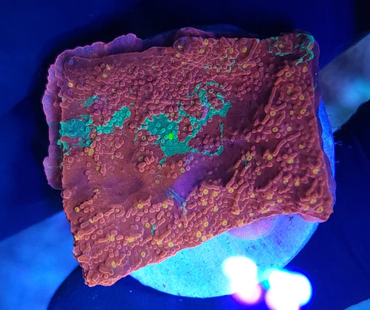 JF Grafted Sun Monti