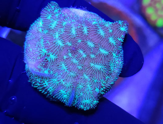 Light Green Leptoseris