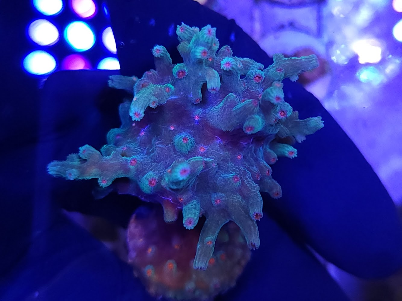 Branching Cyphastrea