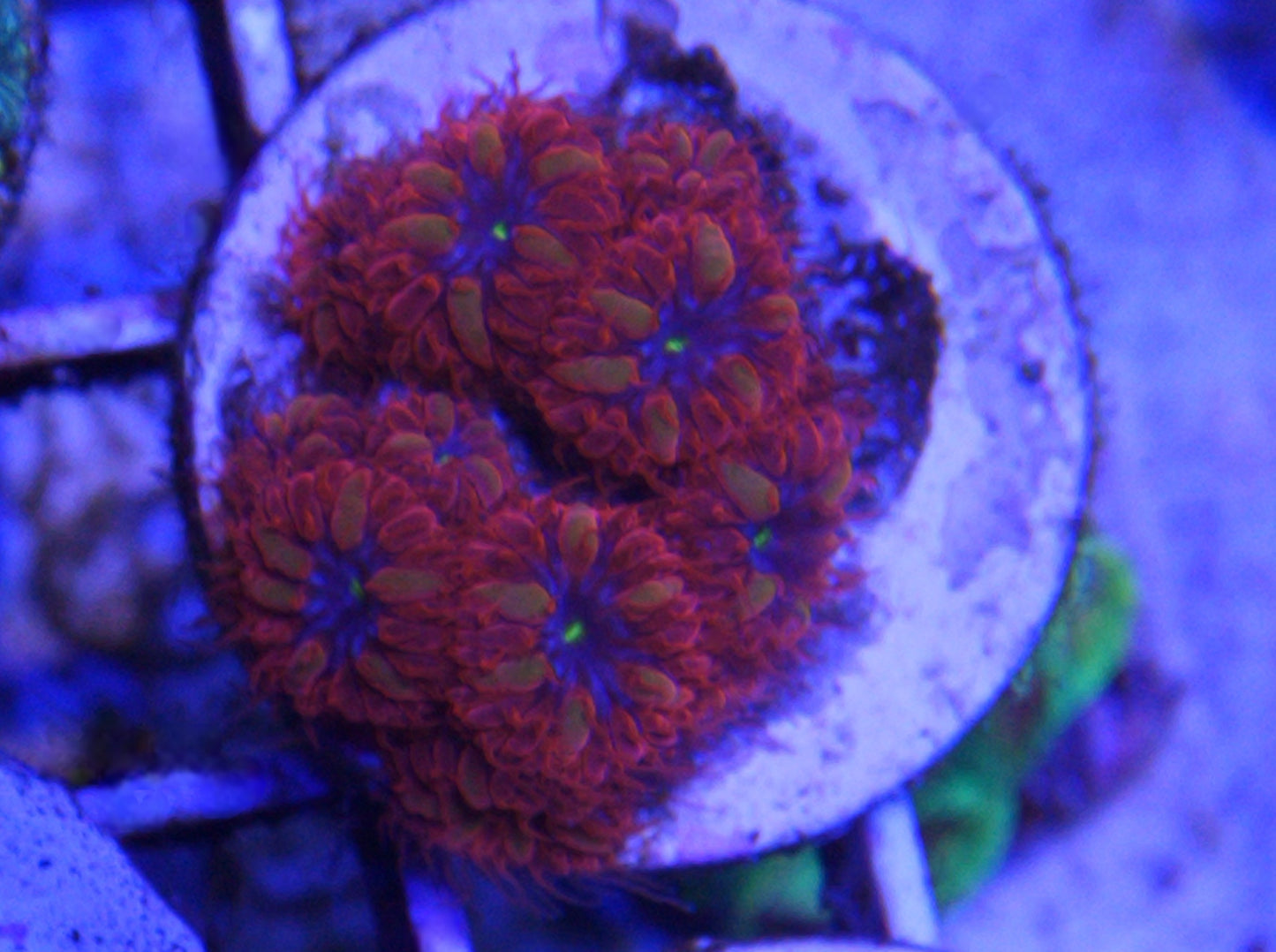 Blue Raven Blasto