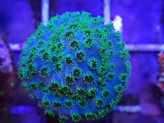 Blue  Cyphastrea with Yellow-Green Polyps