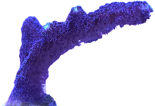 Purple Stylophora