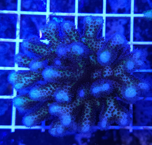 Purple Rainbow Poccilopora