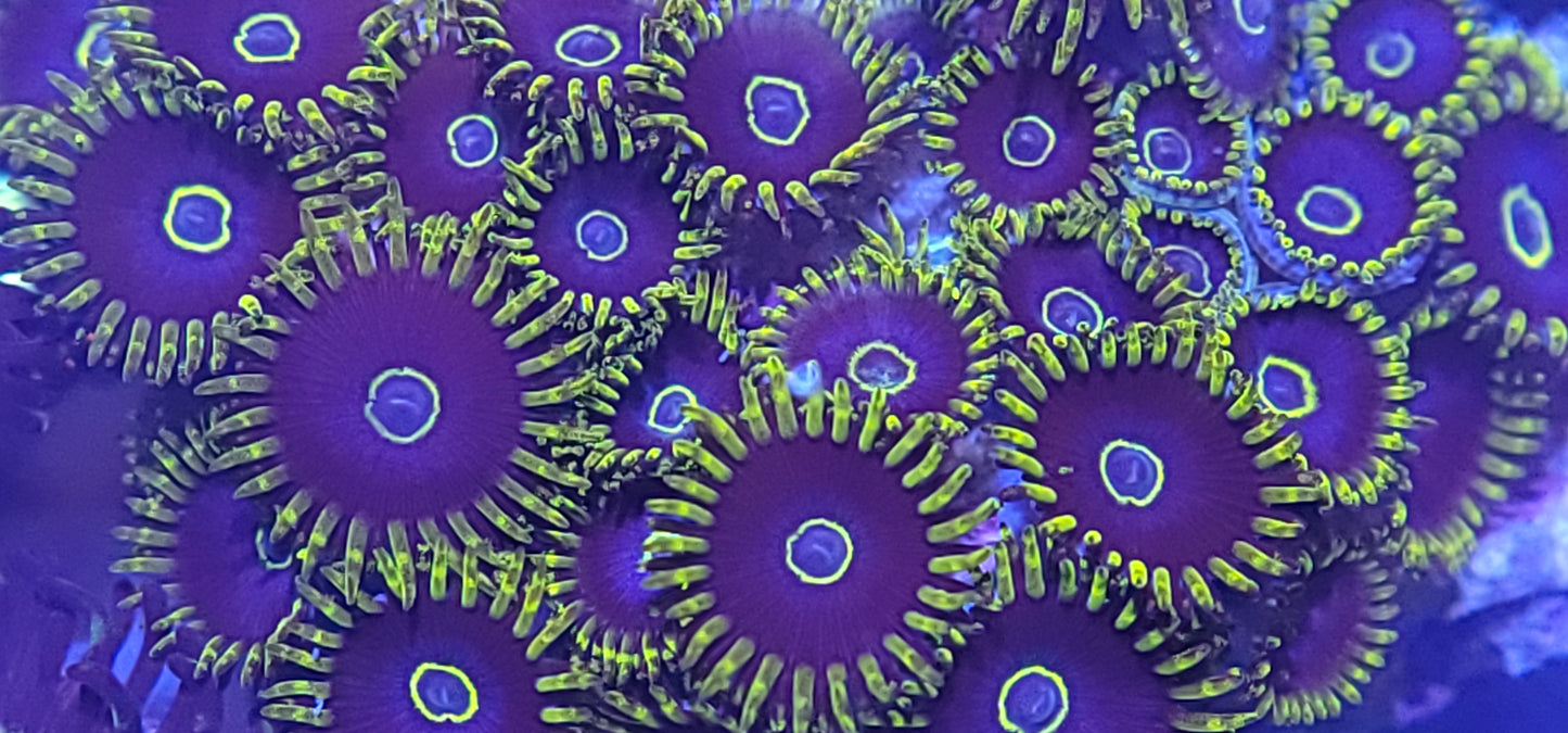 Blue Hornet Zoa