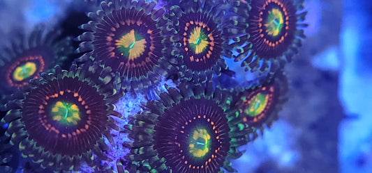 Rainbow Incinerator Zoa
