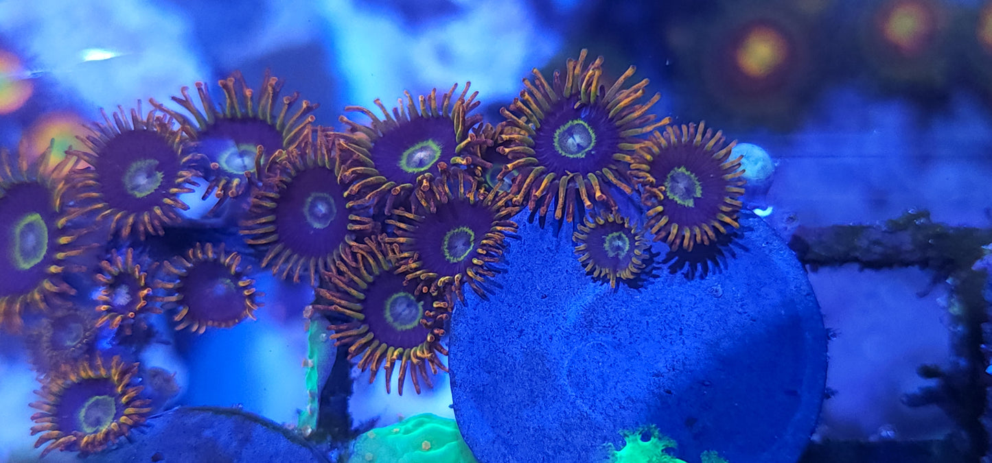 Rainbow Hornet Zoa