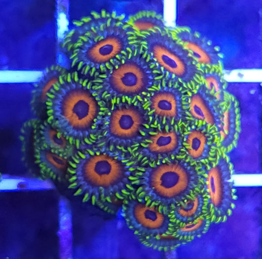 Whammin Watermelon Zoa