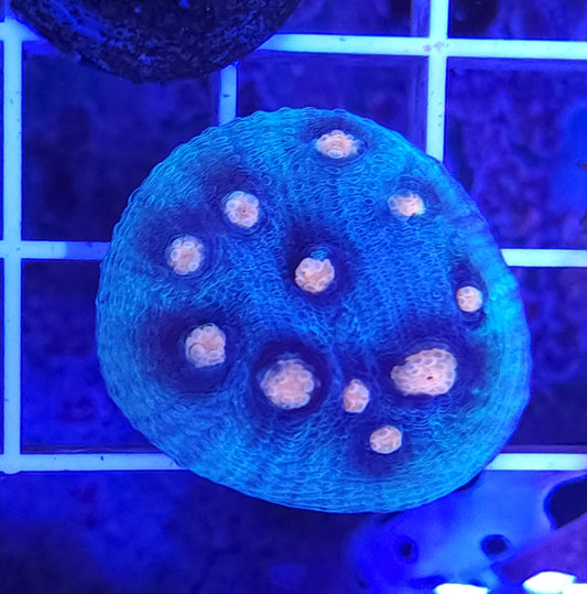 Gorilla Nipple Chalice