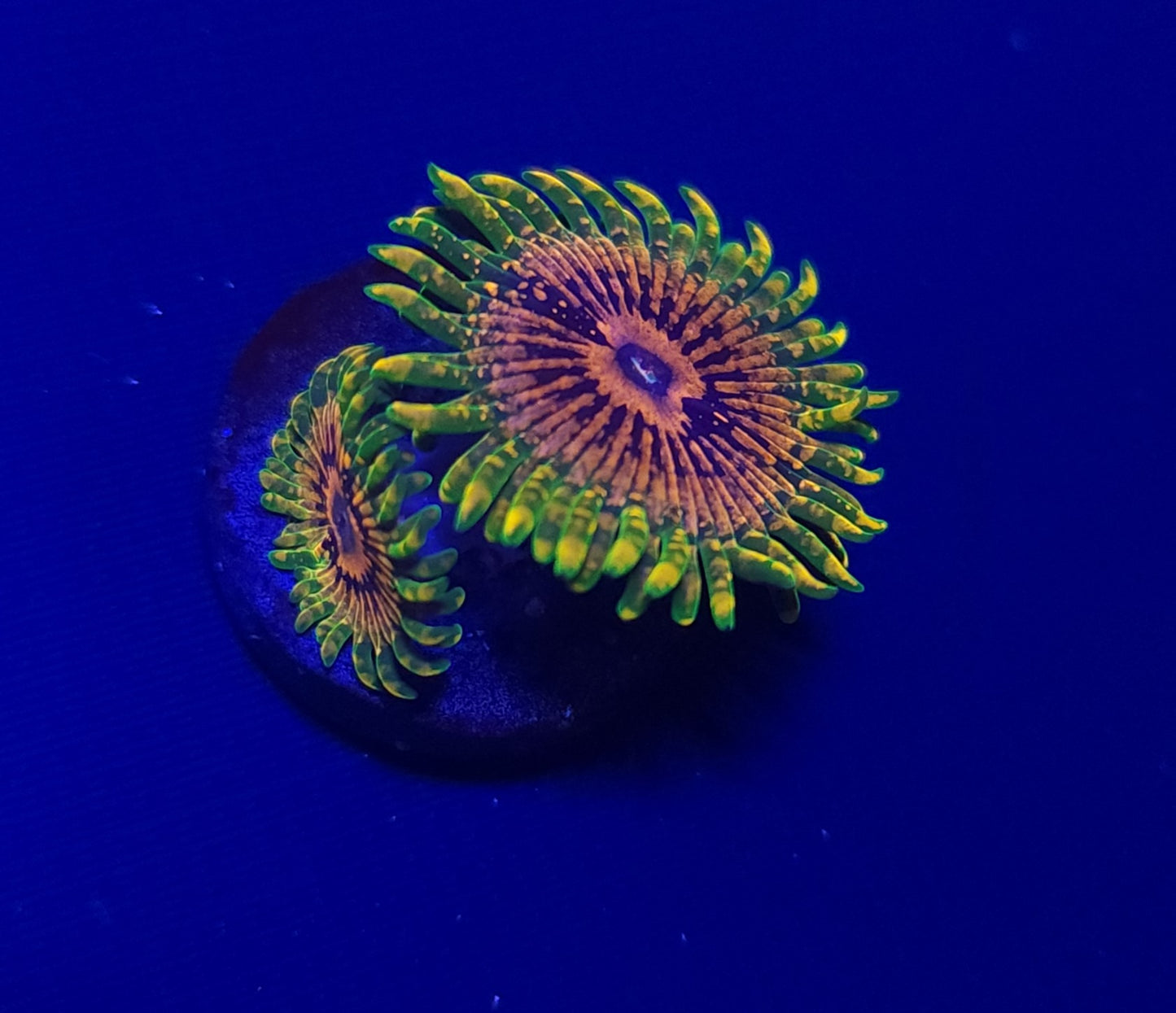 Grandmaster Krakatoa Zoa (GMK)