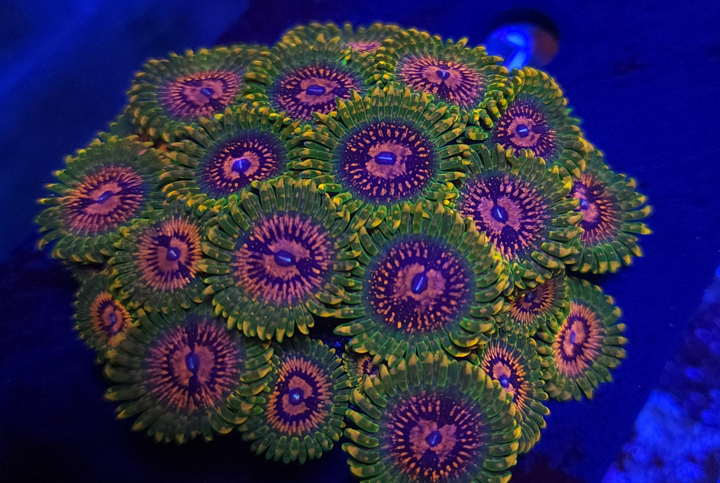 Grandmaster Krakatoa Zoa (GMK)