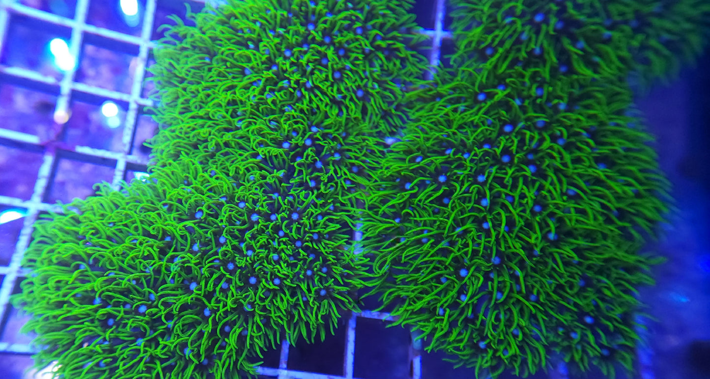 Green star Polyps