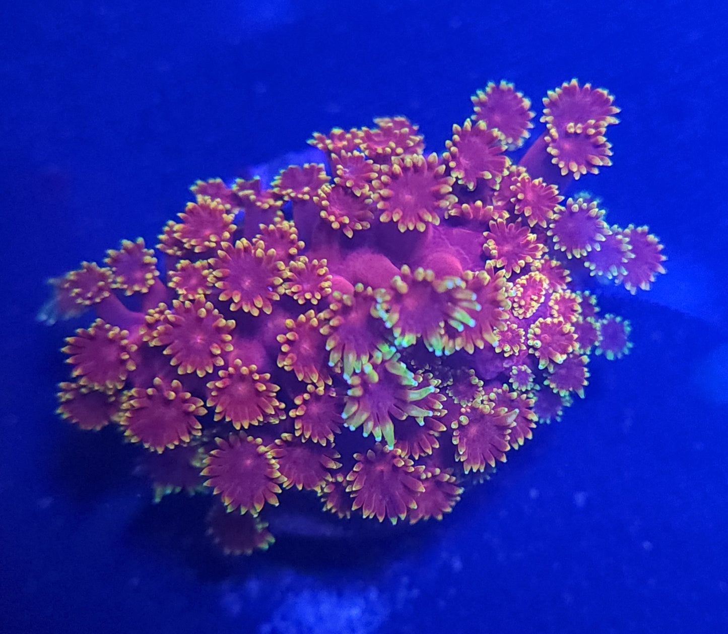 BSA Space Jam Gonipora