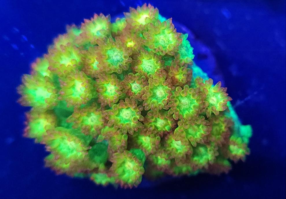 TCK Combustion Gonipora