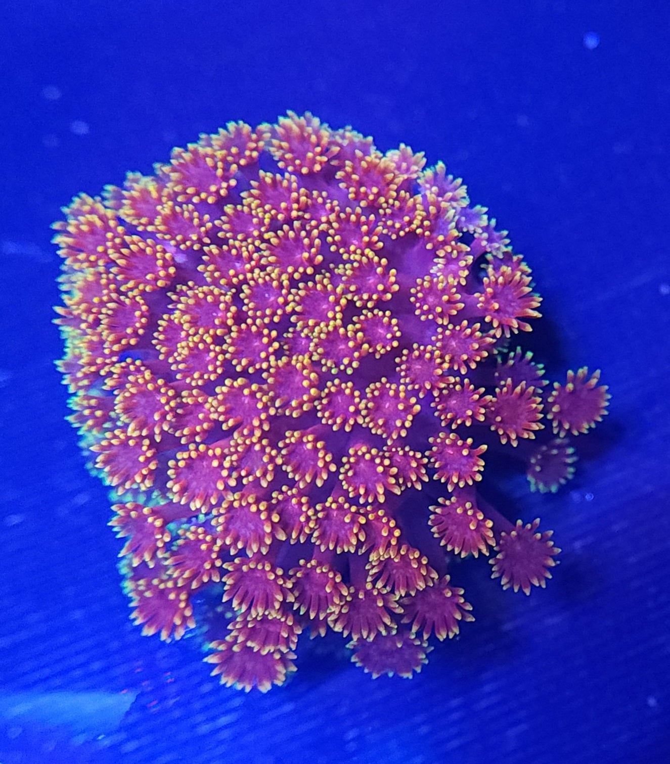 BSA Space Jam Gonipora