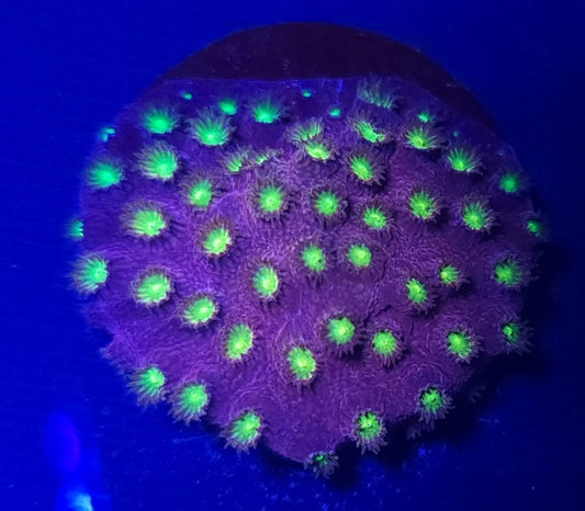 Bling bling cyphastrea coral