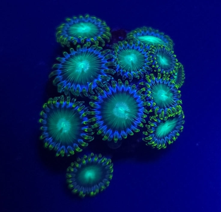 Radioactive Dragon Eyes