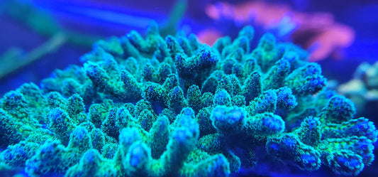 Green Rainbow Pocillopora