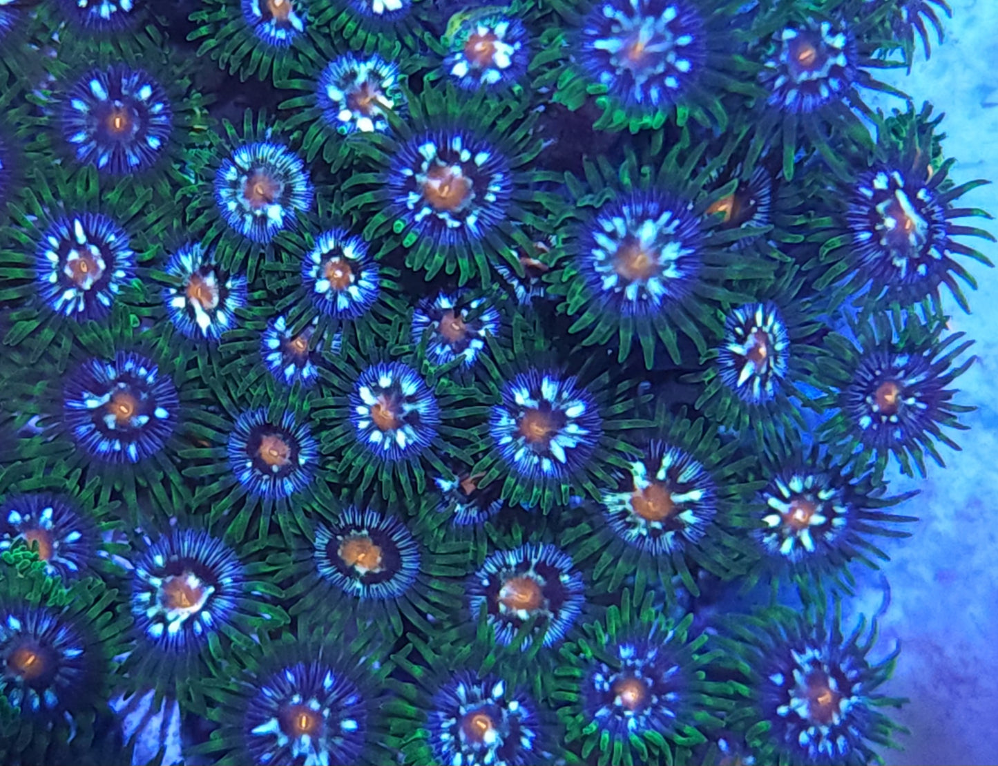 Daisy Cutter Zoa