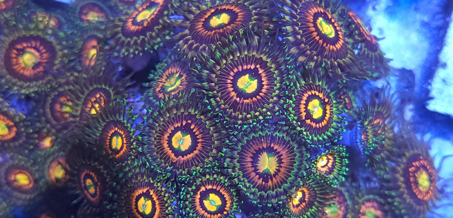 Rainbow Incinerator Zoa