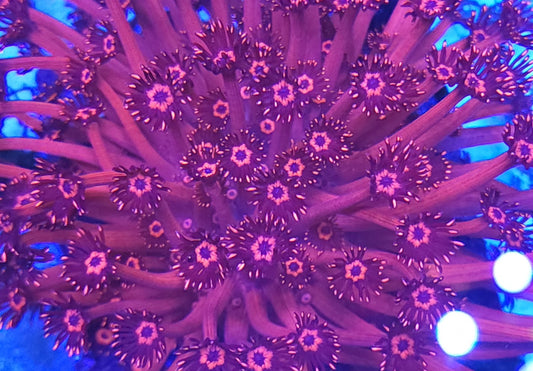 Red Goniopora