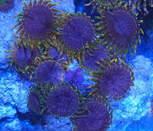 Acid Reflux Zoa