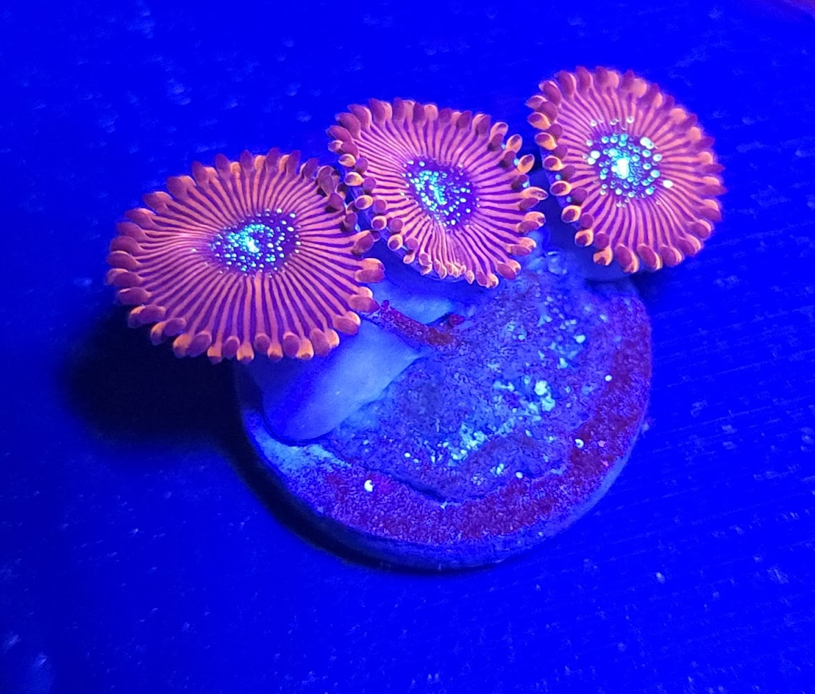 Magician Zoas