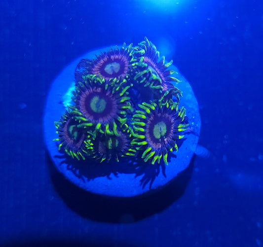 Crab Nebula Zoa