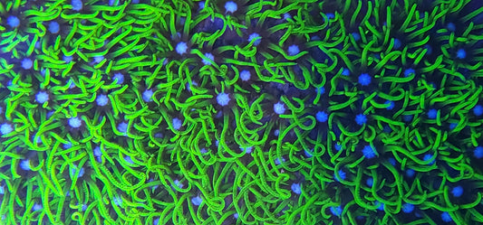 Green star Polyps