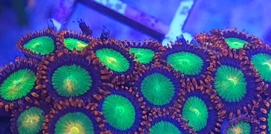 Goblin Fire Zoa