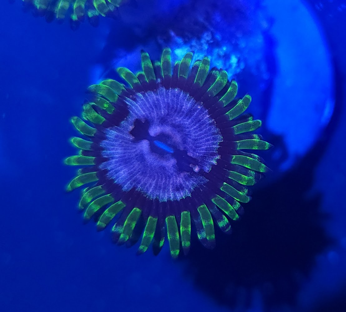 Purple Space Monster Zoa