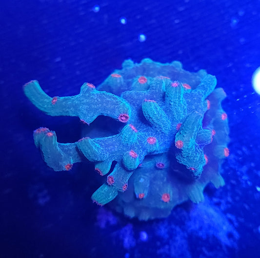 Branching Cyphastrea