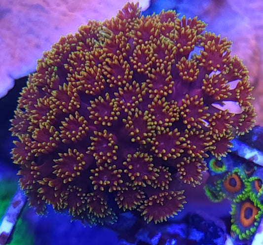 BSA Space Jam Gonipora